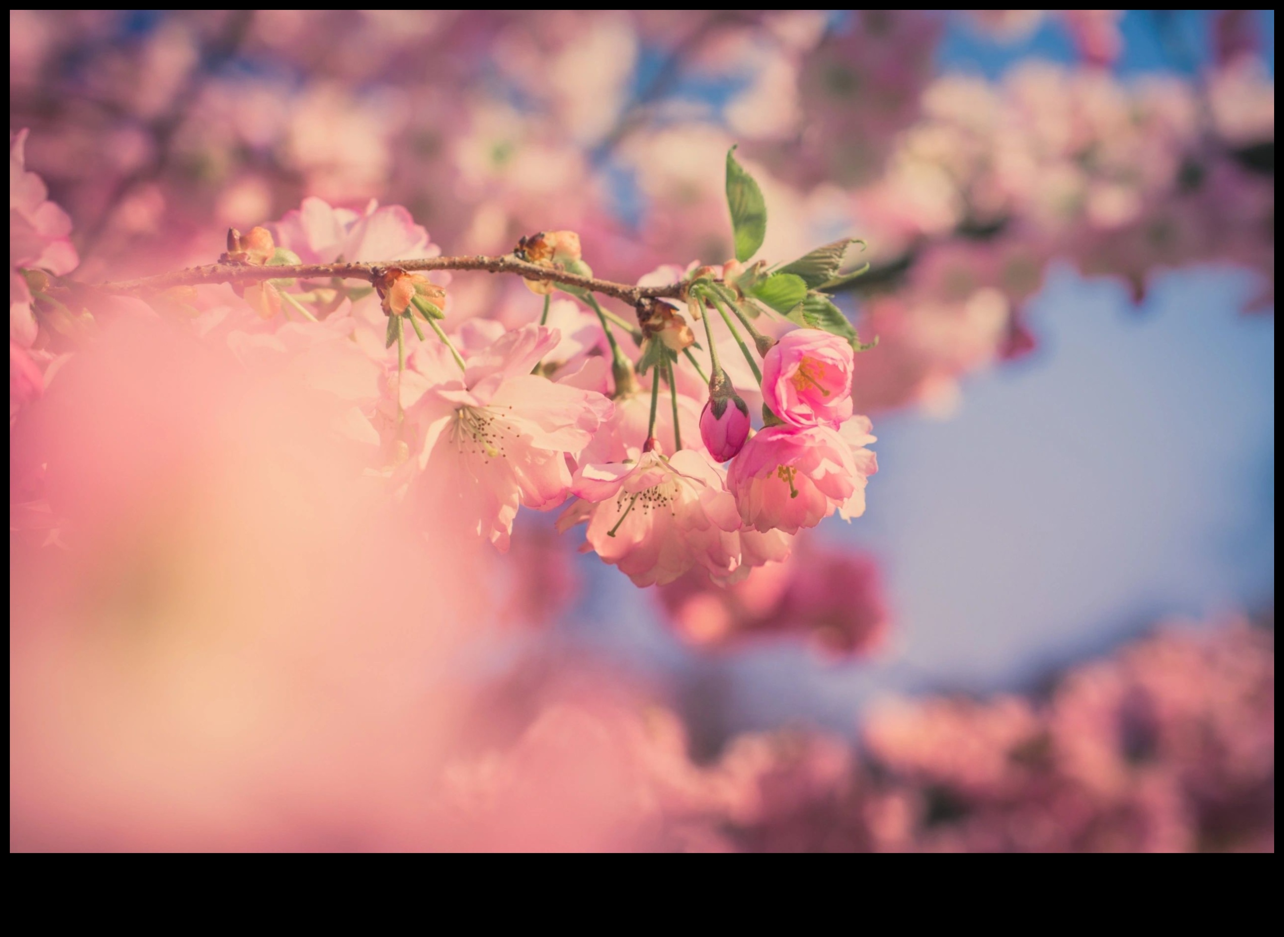 Από κοντά θαύματα: Εξερευνώντας τους Μικρόκοσμους μέσα από τον Φακό της Μακρο Φωτογραφίας