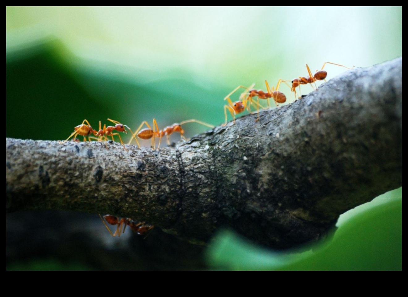 Nip It in the Bud: A Gardener's Guide to Pest Mastery