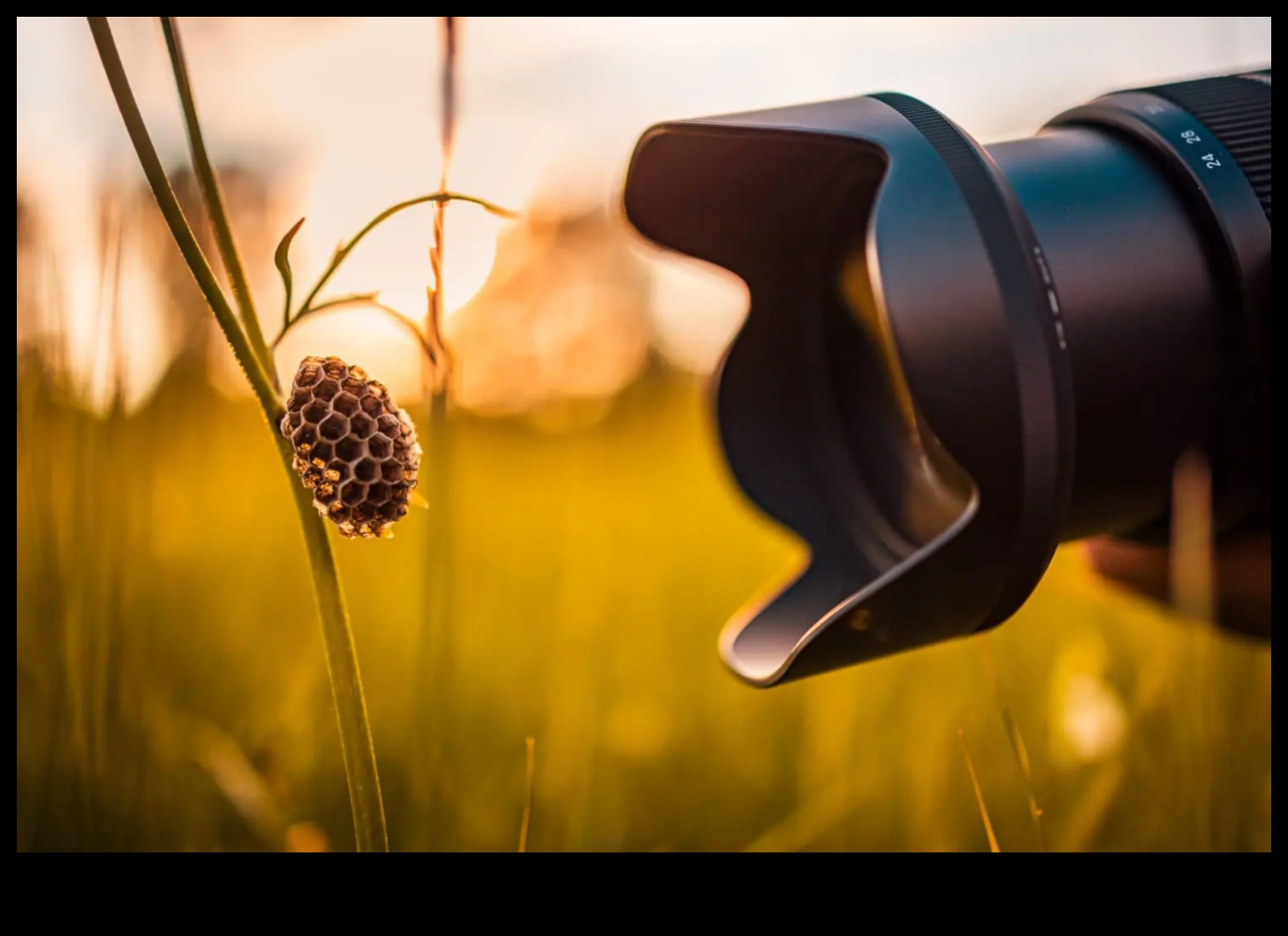 Macro Marvels: Καταγραφή κάθε λεπτομέρειας με φακούς ακριβείας