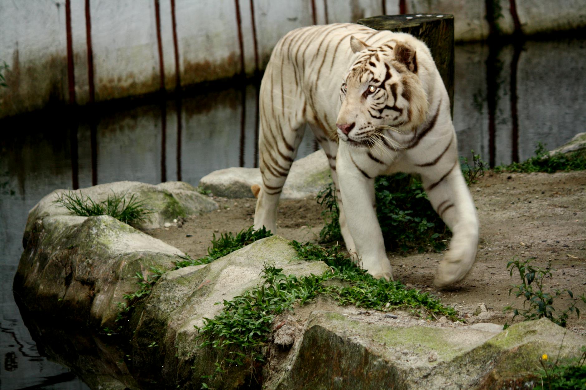 Ένας ιδιότροπος κήπος με ένα πουλιά, ένα πηγάδι ευχών και ένα άγαλμα ενός καλικάντζαρο.