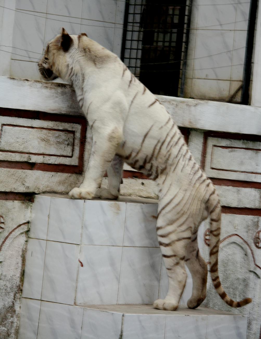 Ένας ιδιότροπος κήπος με ένα δεντρόσπιτο, μια λιμνούλα και μια γέφυρα.