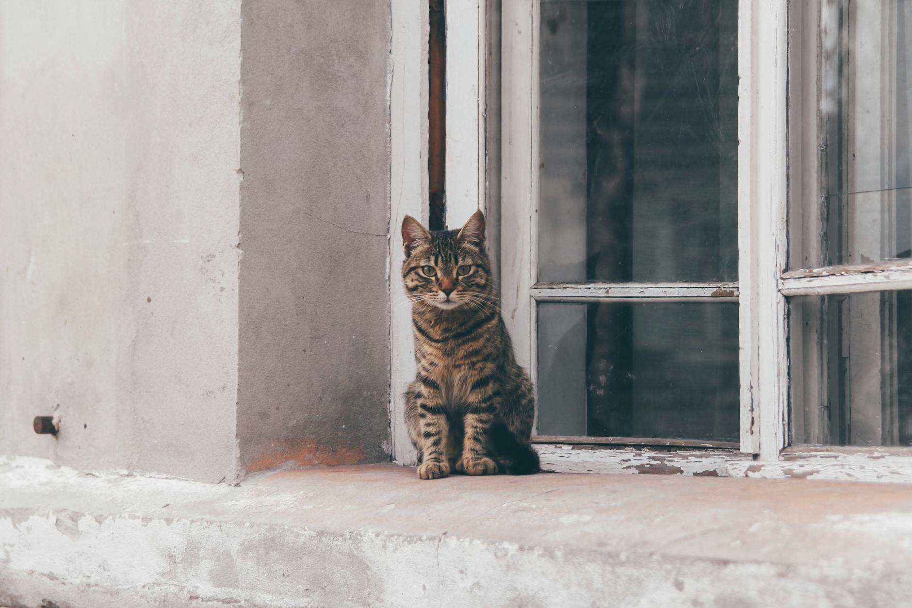 Ένας ιδιότροπος κήπος με ένα πηγάδι ευχών, ένα λουτρό πουλιών και ένα άγαλμα ενός καλικάντζαρο.