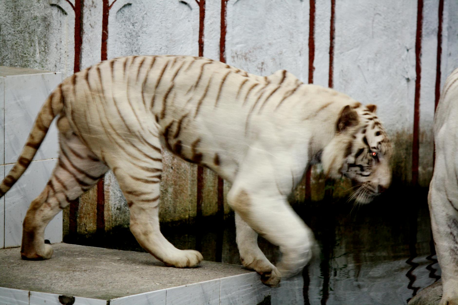 Ένας ιδιότροπος κήπος με ένα πουλιά, ένα πηγάδι ευχών και ένα άγαλμα μιας νεράιδας.