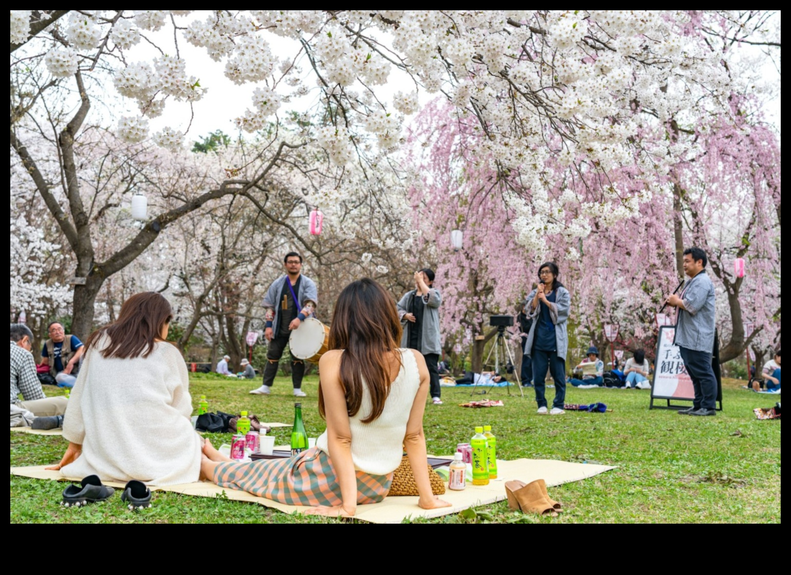 Sakura Whispers: Japanese Cherry Blossom Gardens