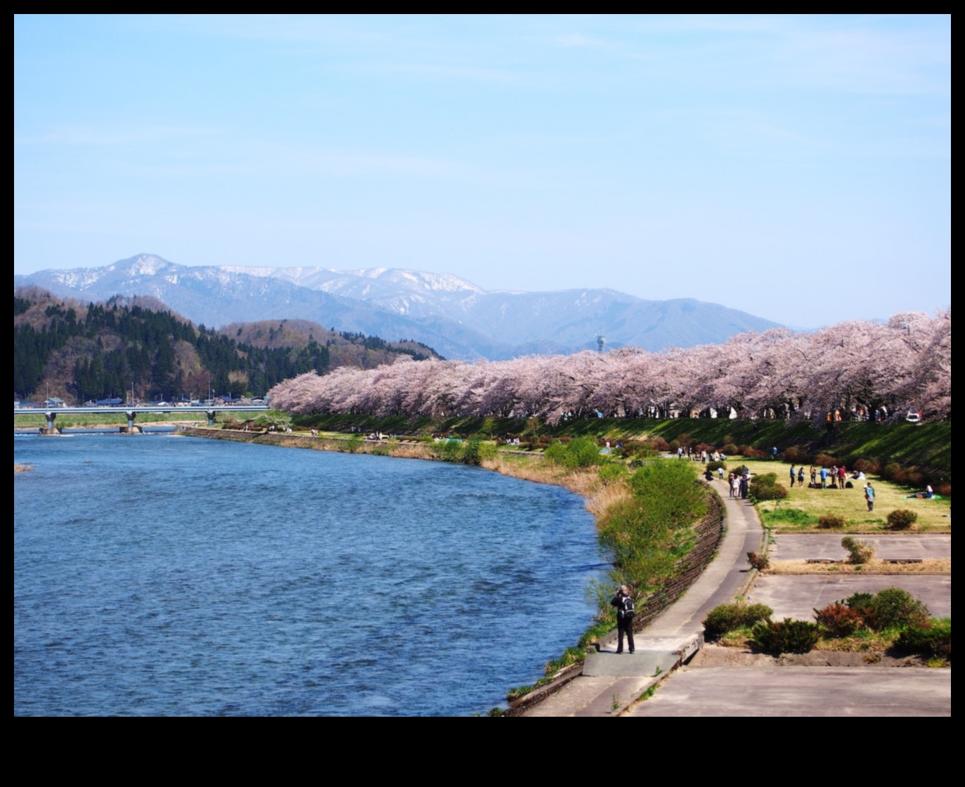 Sakura Whispers: Japanese Cherry Blossom Gardens