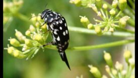 Nip It in the Bud: A Gardener's Guide to Pest Mastery