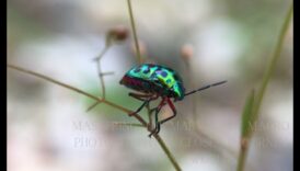 Τα Macro Marvels Βλέπουν τον κόσμο με απίστευτη στοιχείο με φακούς ακριβείας 4 Macro Marvels: Καταγραφή κάθε λεπτομέρειας με φακούς ακριβείας