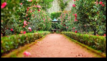 Τα μυστικά της φύσης αποκαλύφθηκαν: DIY Elegance για έναν ανθισμένο κήπο