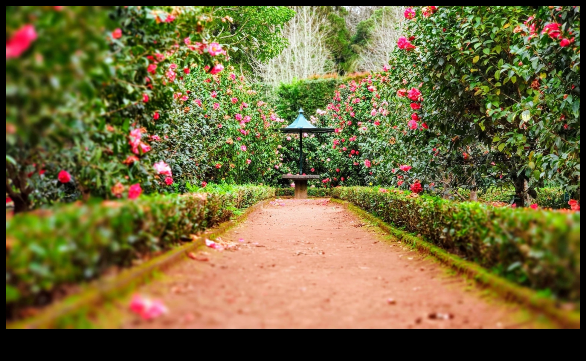 Τα μυστικά της φύσης αποκαλύφθηκαν: DIY Elegance για έναν ανθισμένο κήπο