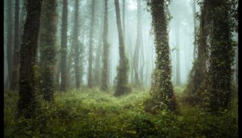 Natural Framing: Mastering the Art of Incorporating Surrounding